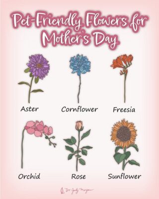 💐 Good advice for #PetLovers this #MothersDay 🐾🐾