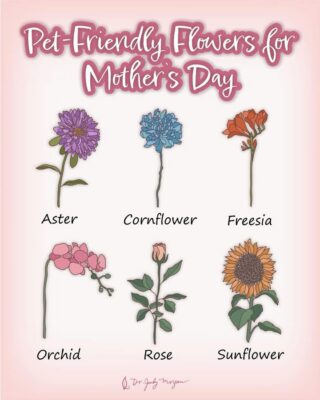 #goodadvice #Petlovers #MothersDay