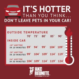 #Summer #PetSafety #Cars #Pets