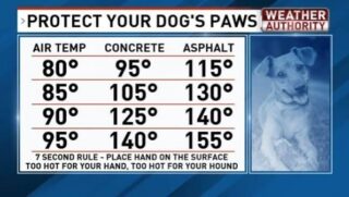 🐾🐾#heatwave #hotoutside  #petsarefamily #pavement #paws 🐕🐶☀️