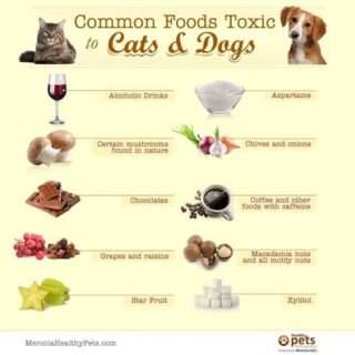 #PetSafety #Toxicfoods #Humanfoods #Pets