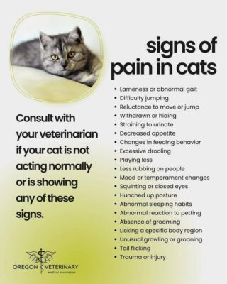 #GreatAdvice #OVMA #Cats #Catlovers #catsgram